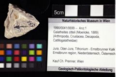 Foto (Objket + Etiketten) von Galatheites zitteli (Moericke, 1889) 